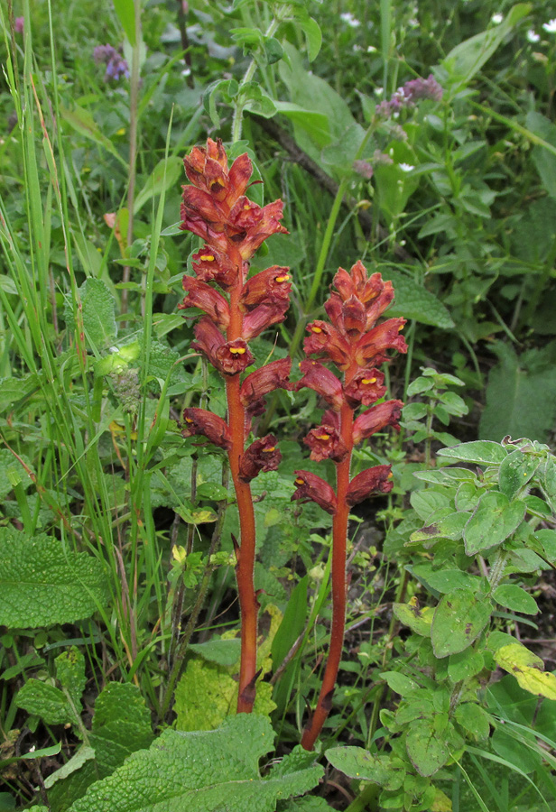 Image of Orobanche alba ssp. xanthostigma specimen.