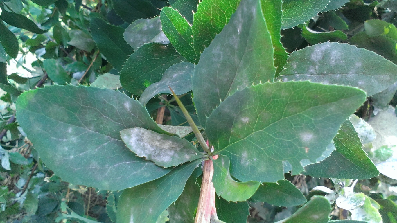 Image of Berberis vulgaris specimen.