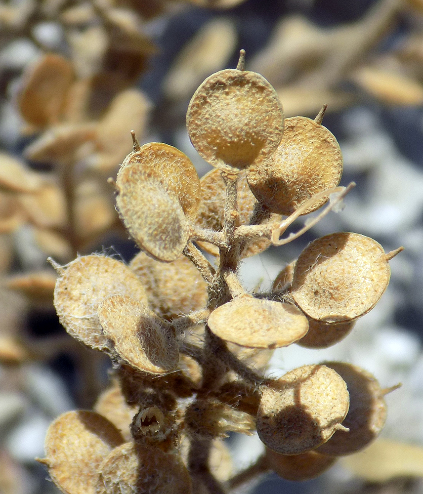 Image of Alyssum hirsutum specimen.
