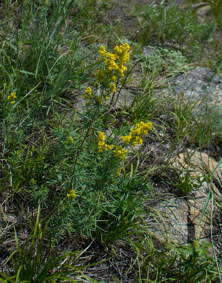 Изображение особи Galium verum.