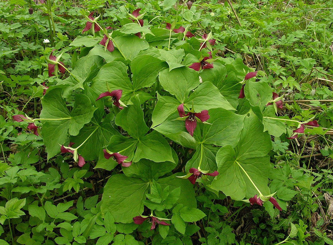 Изображение особи Trillium erectum.