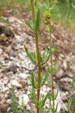 Hypericum elongatum