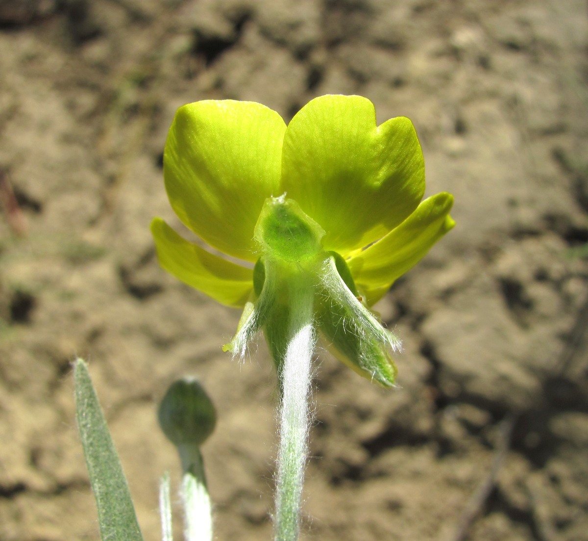 Изображение особи Ranunculus illyricus.