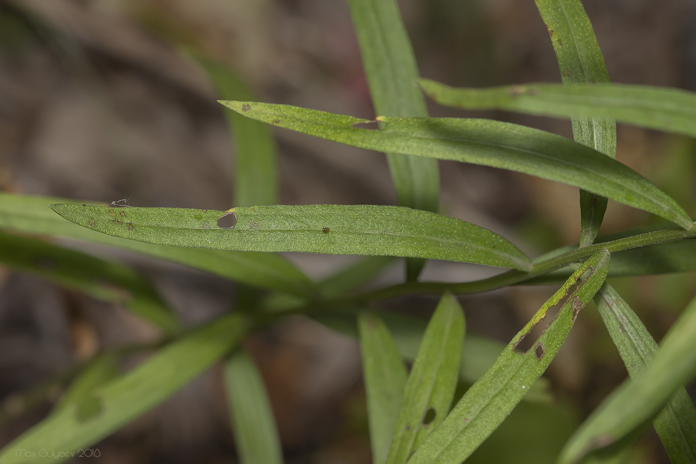 Image of Galatella biflora specimen.