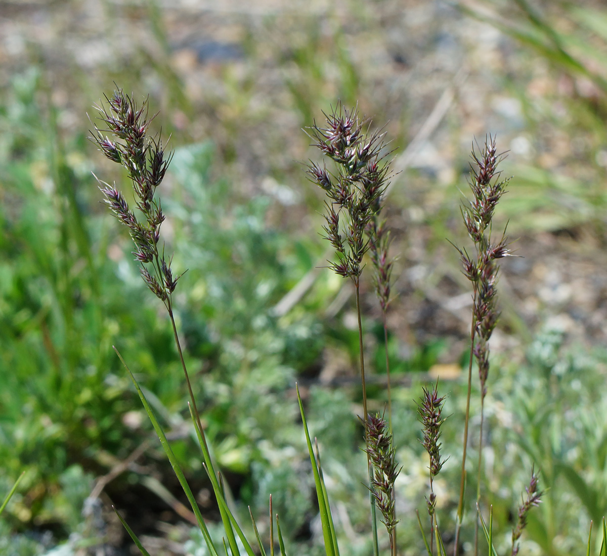 Изображение особи Poa bulbosa ssp. vivipara.