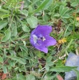 genus Campanula