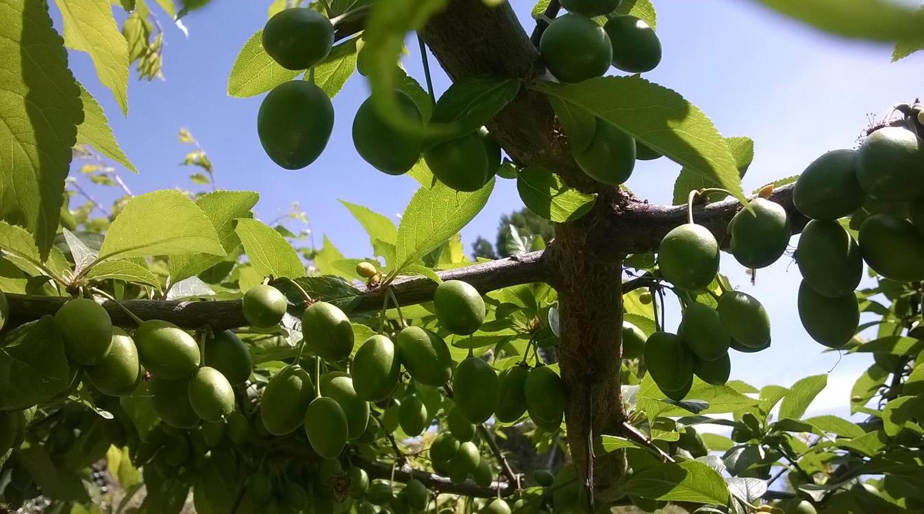 Image of Prunus salicina specimen.