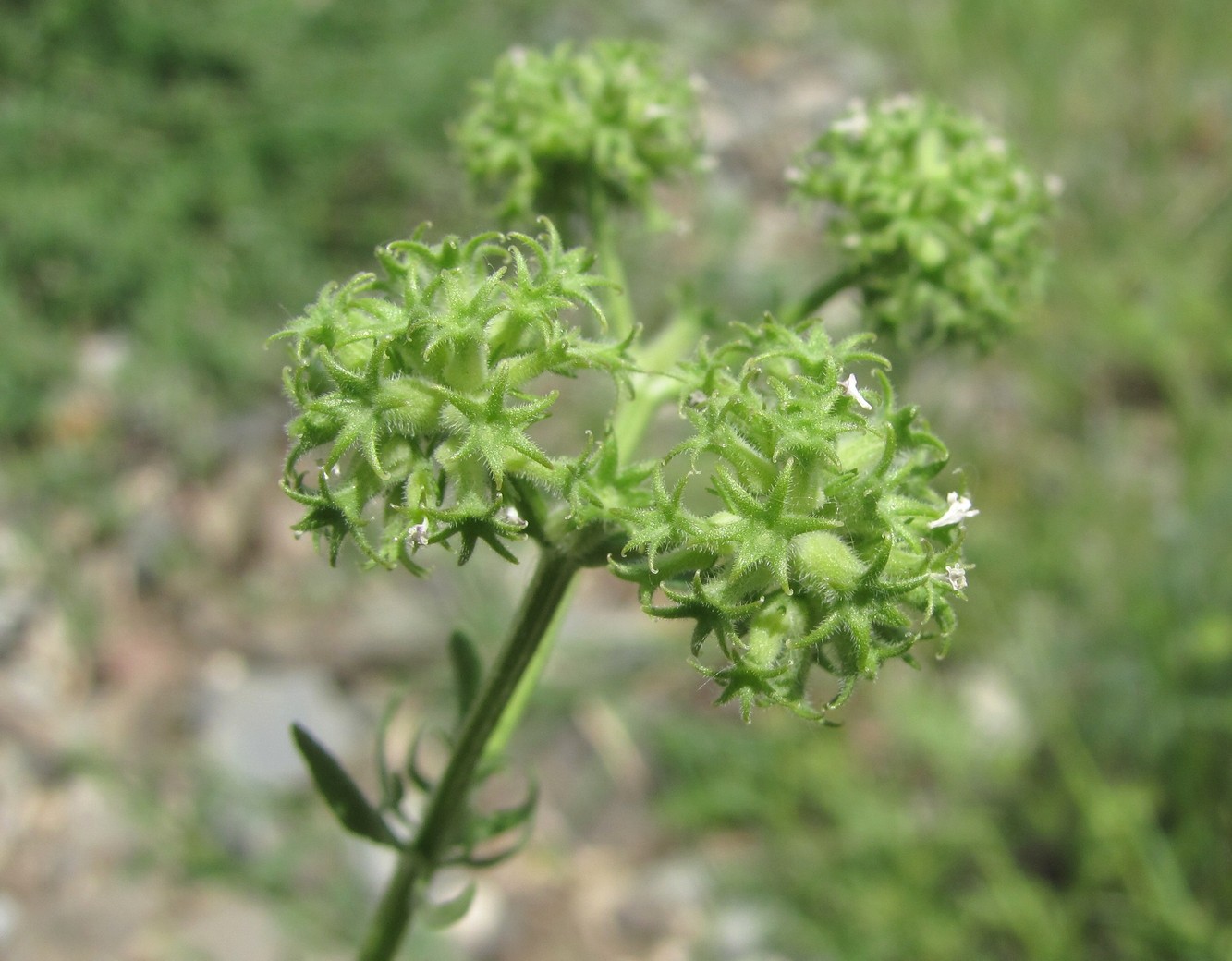 Image of Valerianella uncinata specimen.