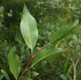 Salix pseudopentandra