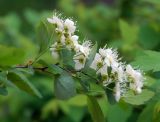 Spiraea chamaedryfolia. Цветущая ветвь. Новосибирск, в культуре. 03.06.2010.