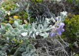 Heliophila cinerea