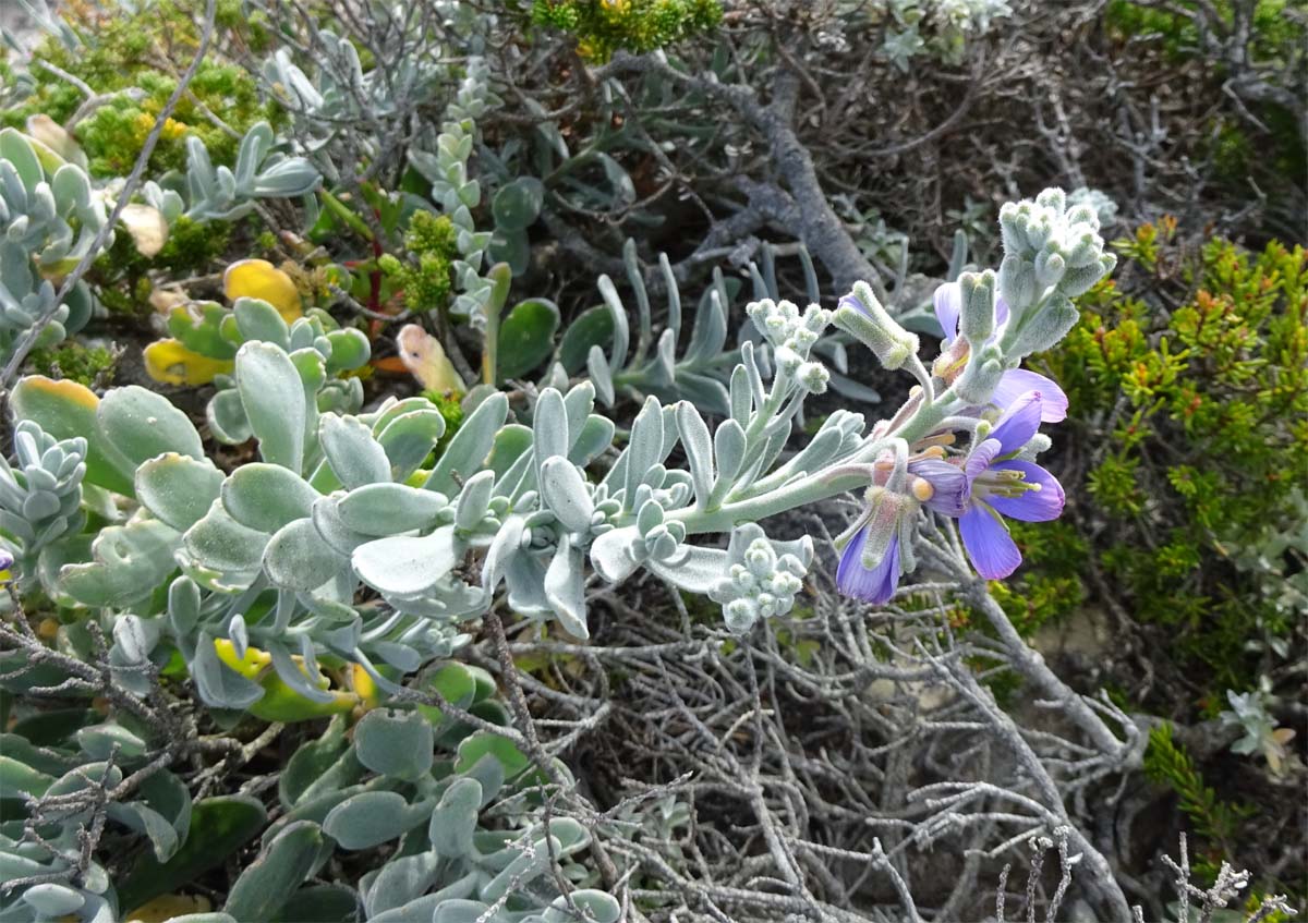 Изображение особи Heliophila cinerea.