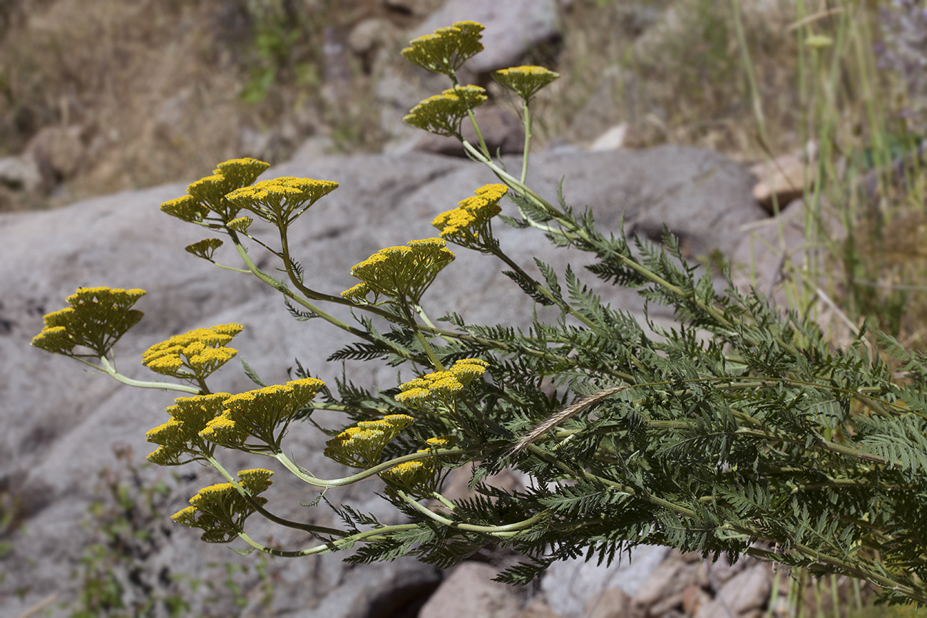 Image of Achillea filipendulina specimen.