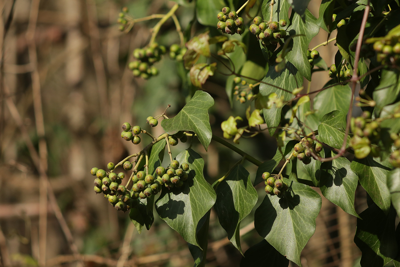 Изображение особи род Hedera.