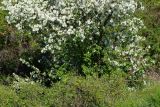 genus Malus. Нижняя часть цветущего деревца. Казахстан, Восточно-Казахстанская обл., г. Усть-Каменогорск, восточные окр., Лесхоз, склон сопки вблизи оврага. 22.05.2018.