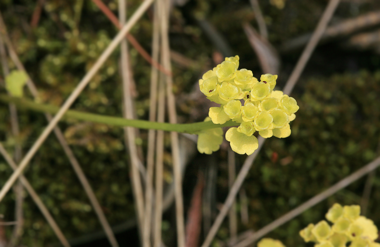 Image of Chrysosplenium sibiricum specimen.