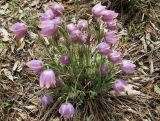Pulsatilla multifida