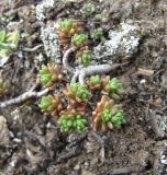 Sedum tenellum