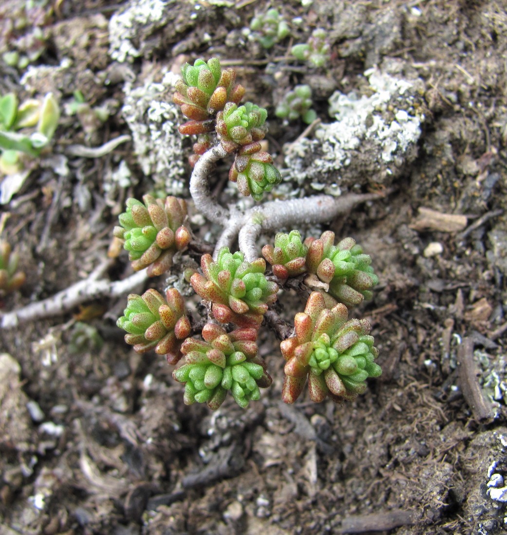 Image of Sedum tenellum specimen.