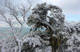 Juniperus excelsa. Очень старое дерево с обламывающимися под собственной тяжестью ветками. Краснодарский край, м/о Анапа, окр. пос. Большой Утриш, можжевеловое редколесье на древнем оползне. 16.01.2019.