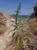 Echinops spinosissimus. Зацветающее растение. Греция, Эгейское море, о. Парос, пос. Дриос, овраг, русло пересохшего ручья. 04.06.2018.