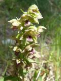 Epipactis helleborine. Соцветие. Крым, Ялта, ущелье Уч-Кош. 20.06.2010.