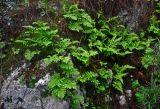 Polypodium cambricum. Растения на скале. Турция, национальный парк Олимпос-Бейдаглары, мыс Гелидония, Пиратская бухта, опушка соснового леса, каменистый склон. 05.01.2019.