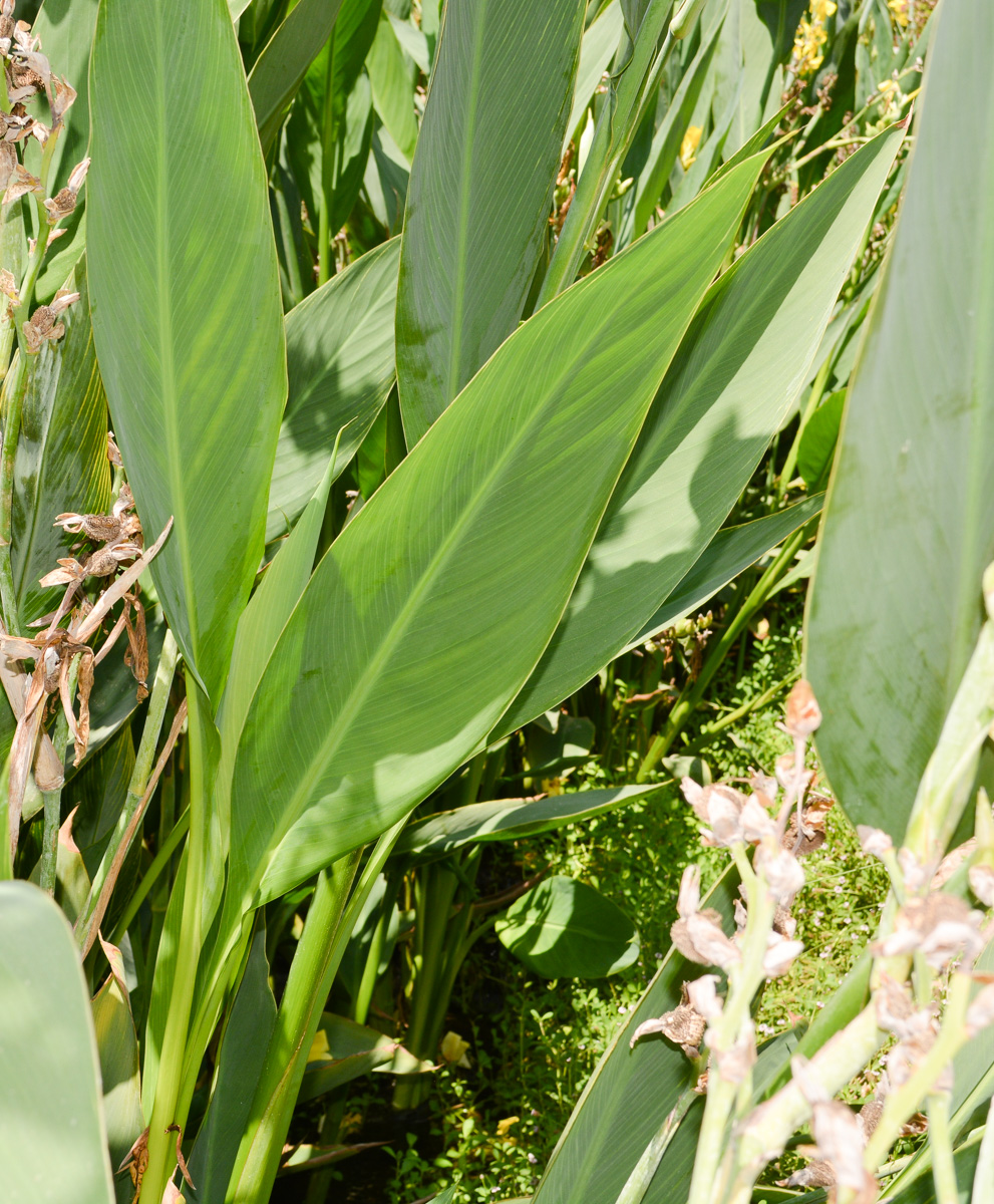 Изображение особи Canna flaccida.