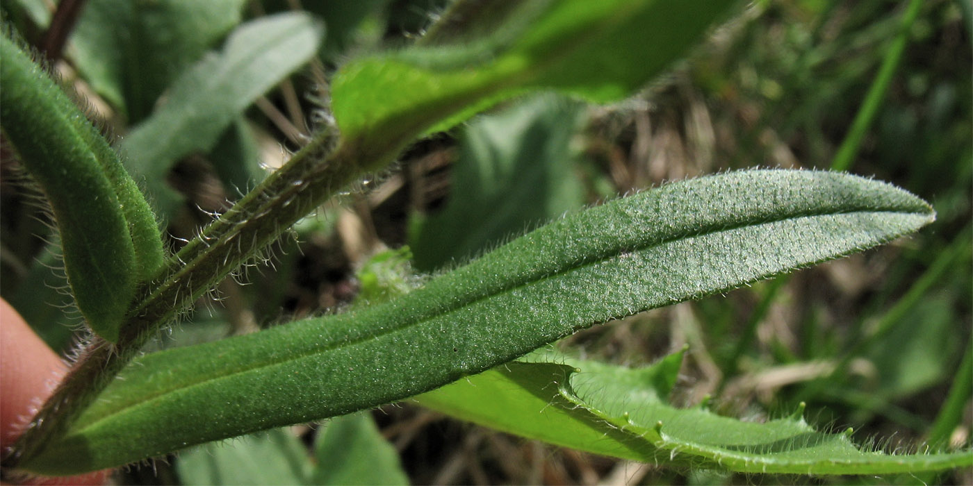 Изображение особи Myosotis alpestris.