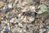 Thalictrum isopyroides