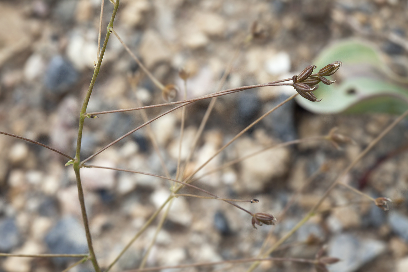 Image of Thalictrum isopyroides specimen.
