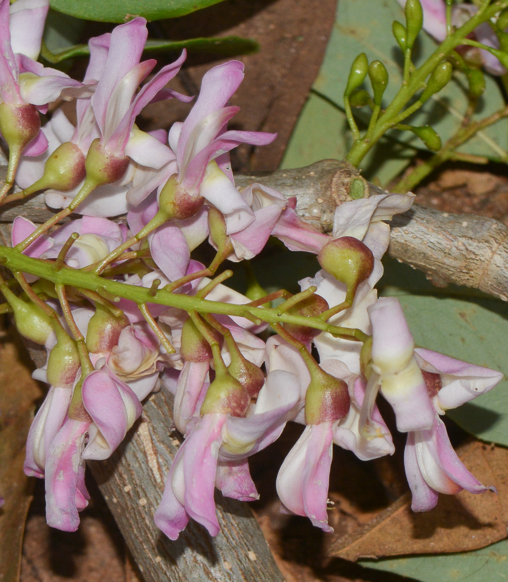 Image of Gliricidia sepium specimen.