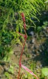 Persicaria minor