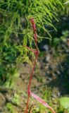 Persicaria minor. Верхушка цветущего побега в осенней окраске. Кировская обл. Верхнекамский р-н, окр. пос. Тупрунка, сырой луг. 25.08.2018.