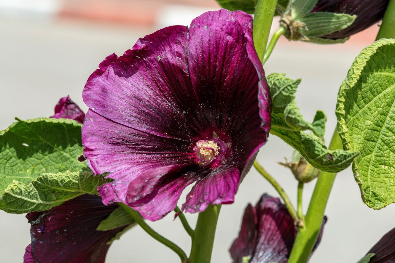 Image of Alcea rosea specimen.