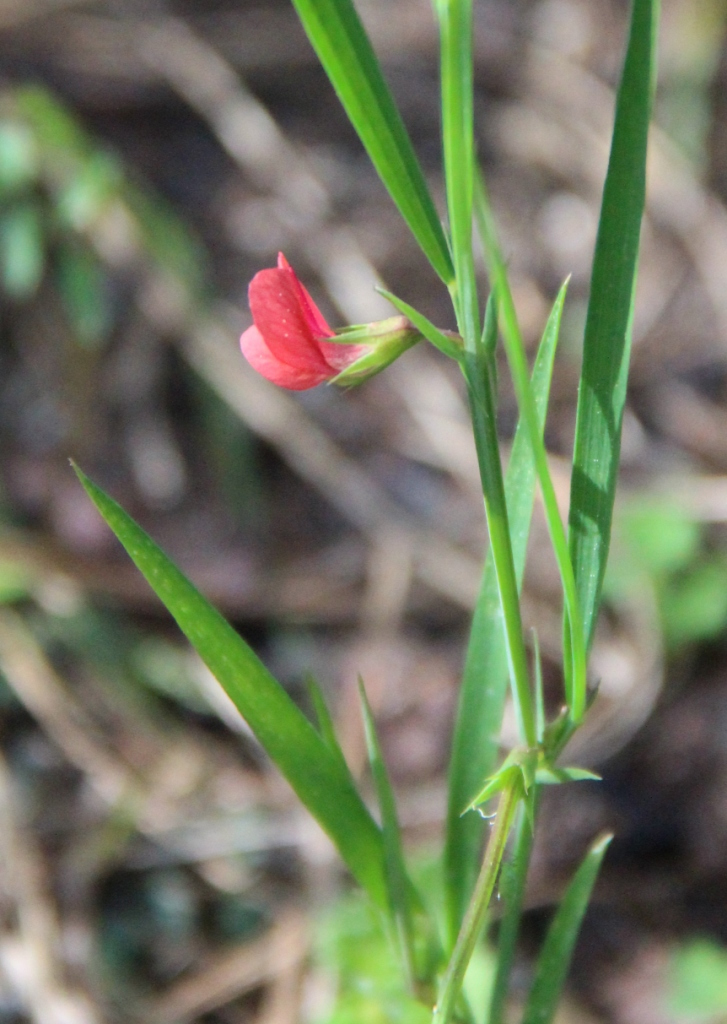 Изображение особи Lathyrus sphaericus.