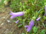 Campanula taurica. Цветок. Южный Берег Крыма, Ялта, ущ. Уч-Кош. 04.06.2010.