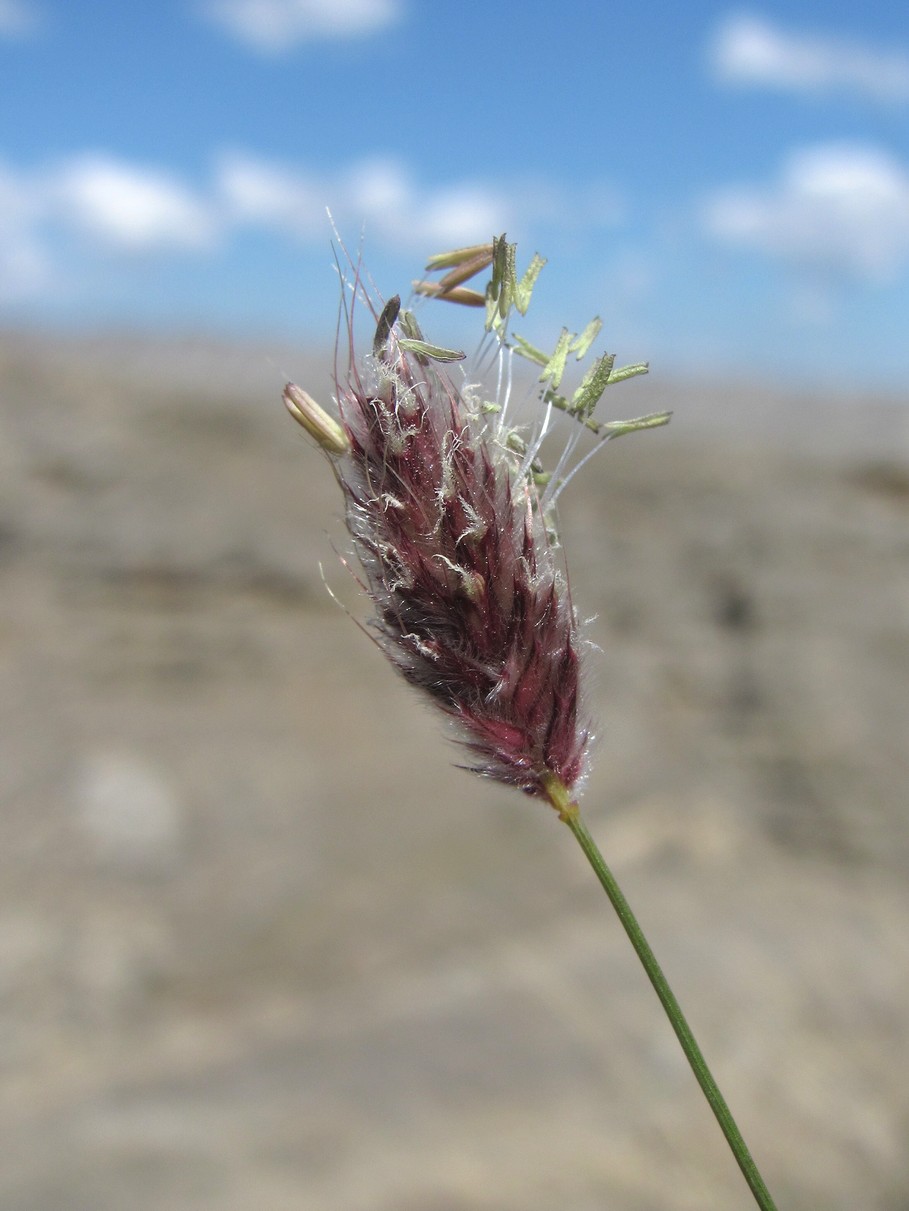 Image of Alopecurus vaginatus specimen.