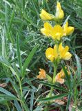 Thermopsis mongolica