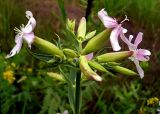 Saponaria officinalis