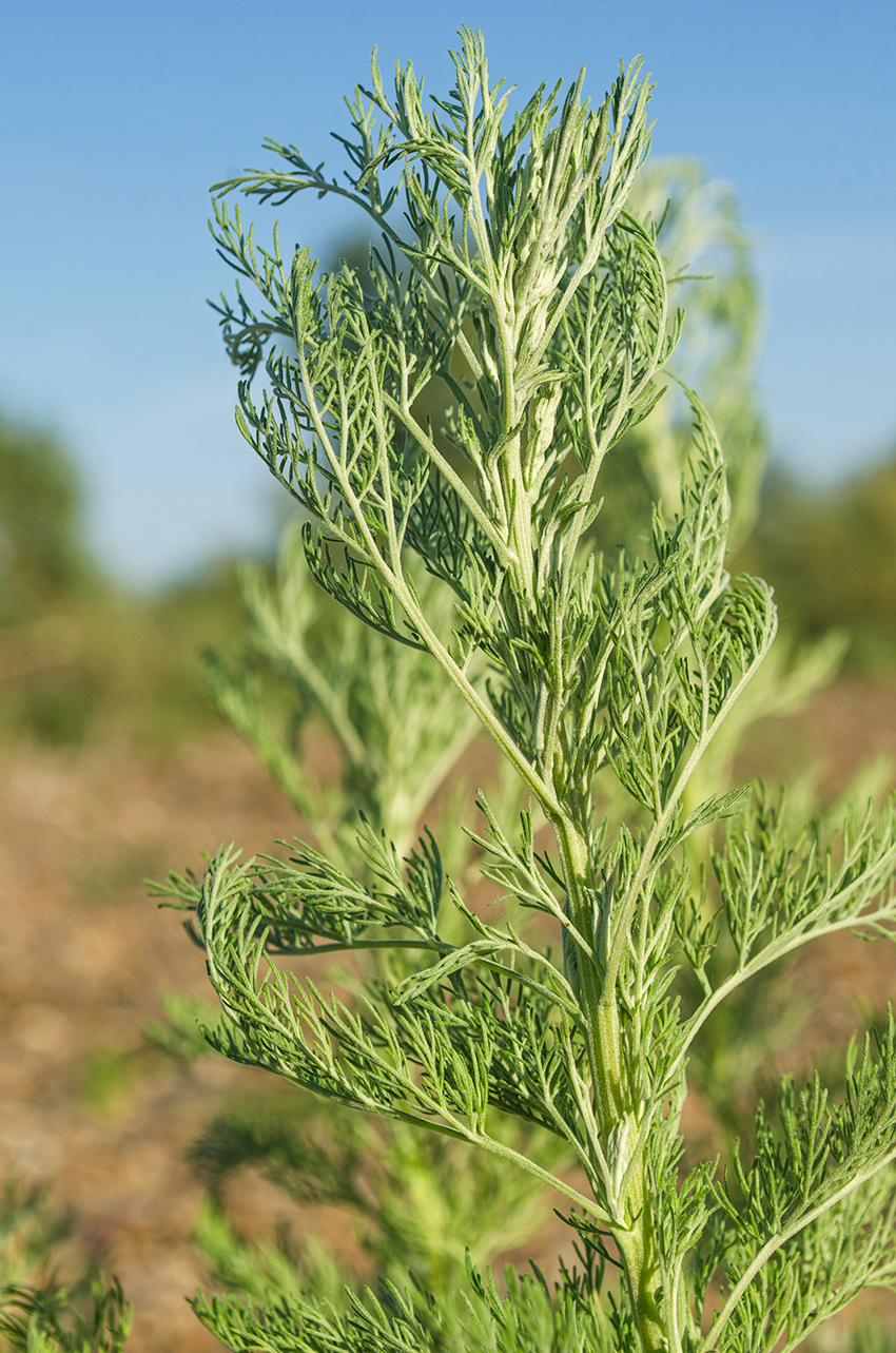 Image of Artemisia abrotanum specimen.