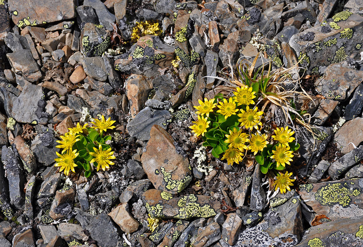 Image of Oxygraphis glacialis specimen.