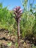 Orobanche coerulescens. Цветущее растение. Казахстан, Восточно-Казахстанская обл., Катон-Карагайский р-н; Западный Алтай, перевал Шириккайын, низкогорная степь на пологом мелкозёмном склоне вост. экспозиции, зарастающая гарь. 29 июня 2019 г.