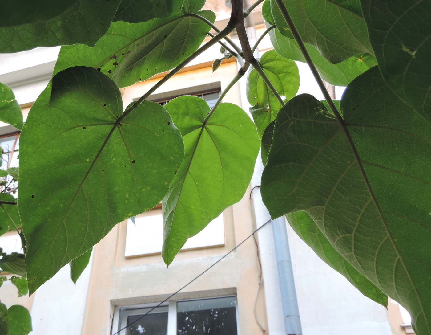 Image of Paulownia tomentosa specimen.