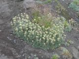 Artemisia glomerata