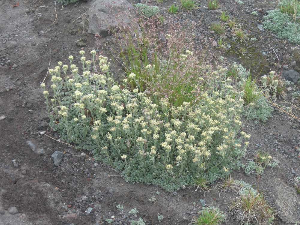 Image of Artemisia glomerata specimen.