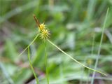 Carex flava. Верхушка побега с соплодиями (внизу) и отцветшим мужским соцветием. Ленинградская обл., Волосовский р-н, окр. дер. Донцо, сыроватый берег озера. 16.06.2019.