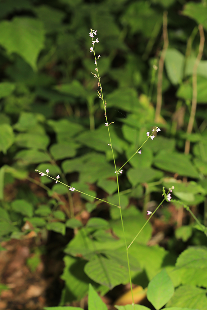 Изображение особи Podocarpium mandshuricum.