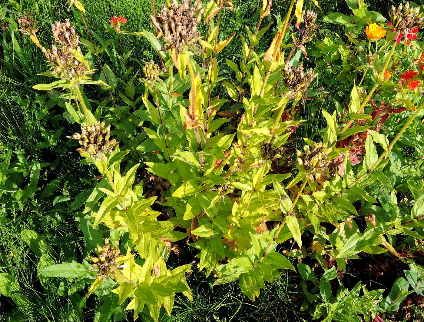 Изображение особи Lychnis chalcedonica.