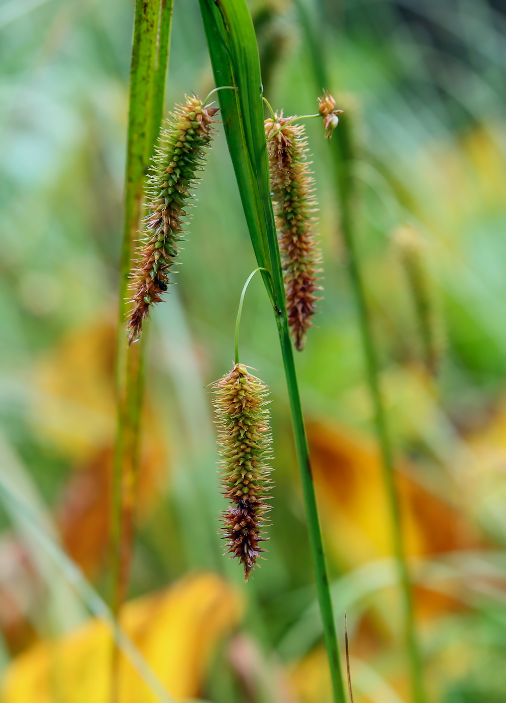 Изображение особи Carex pseudocyperus.